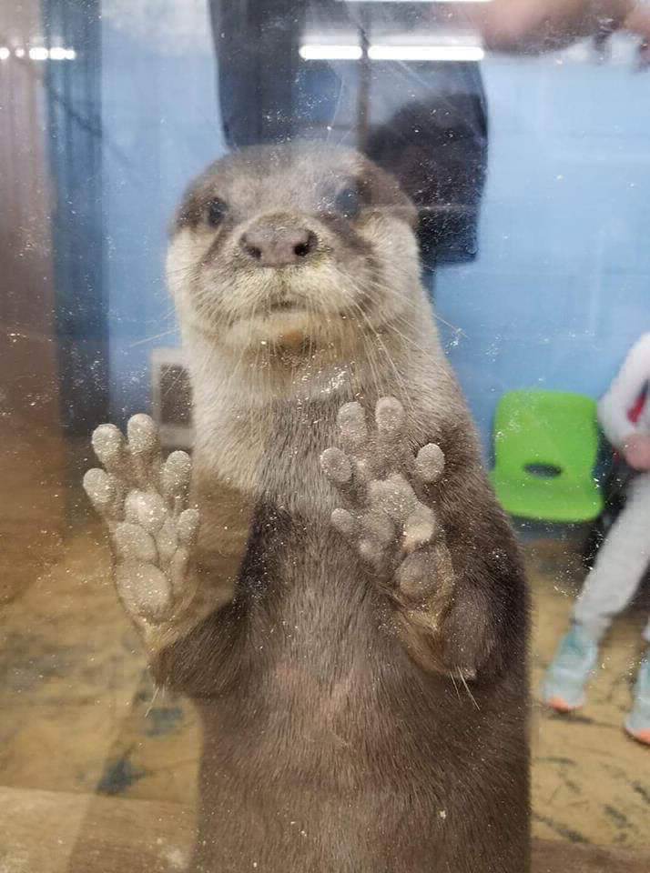 Otter at Debbie Dolittle's