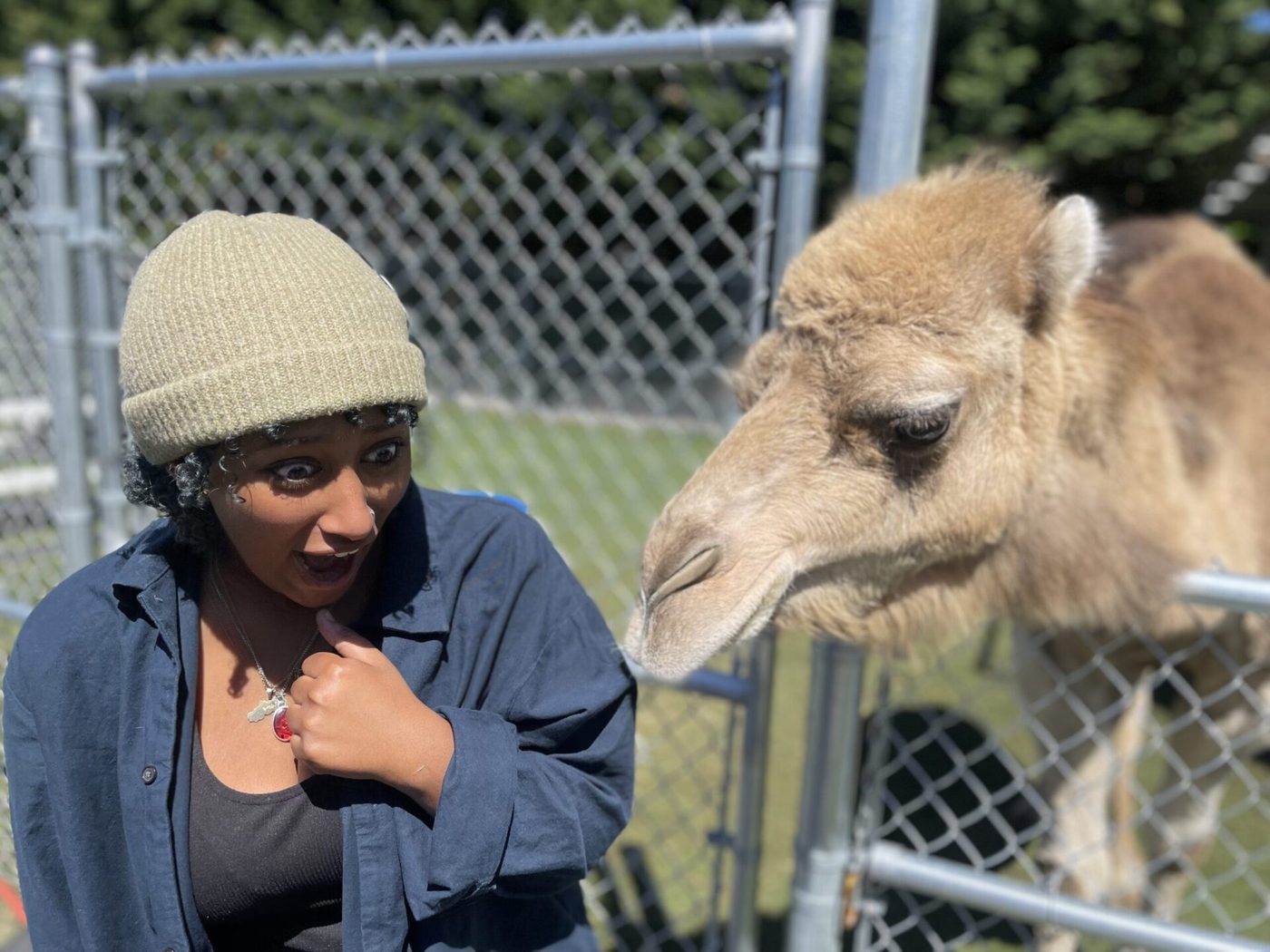 Animal encounter