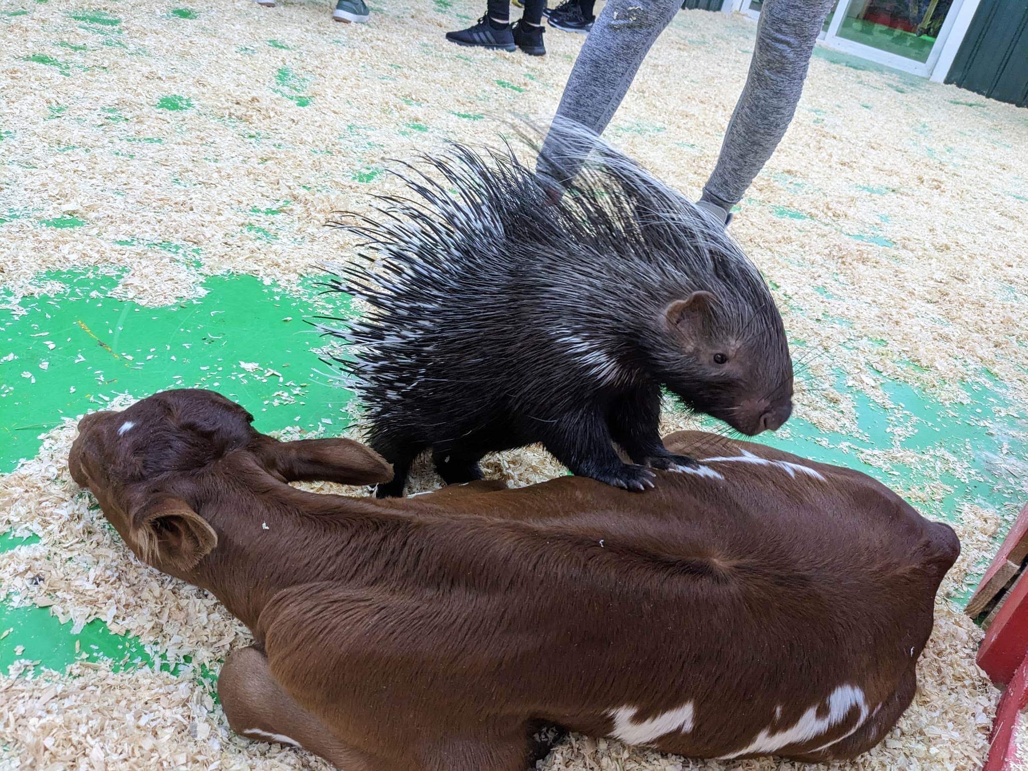 Debbie Dolittle Indoor Petting Zoo - man9nri