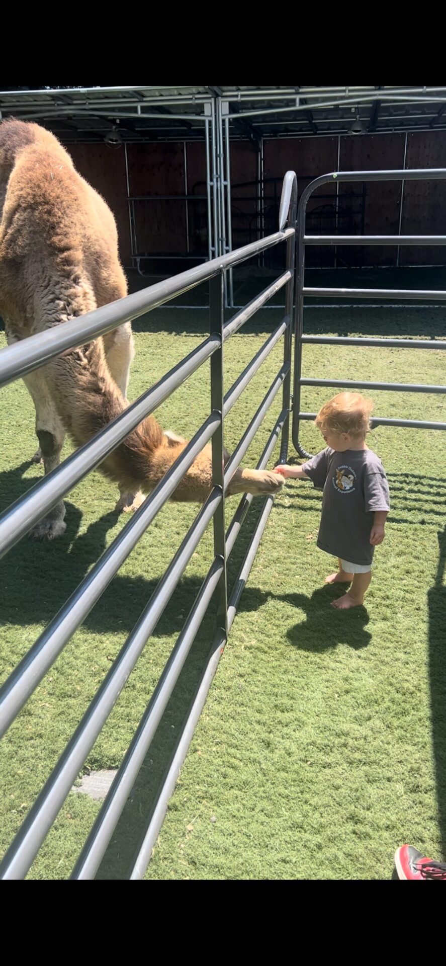 Debbie Dolittle's Indoor Petting Zoo