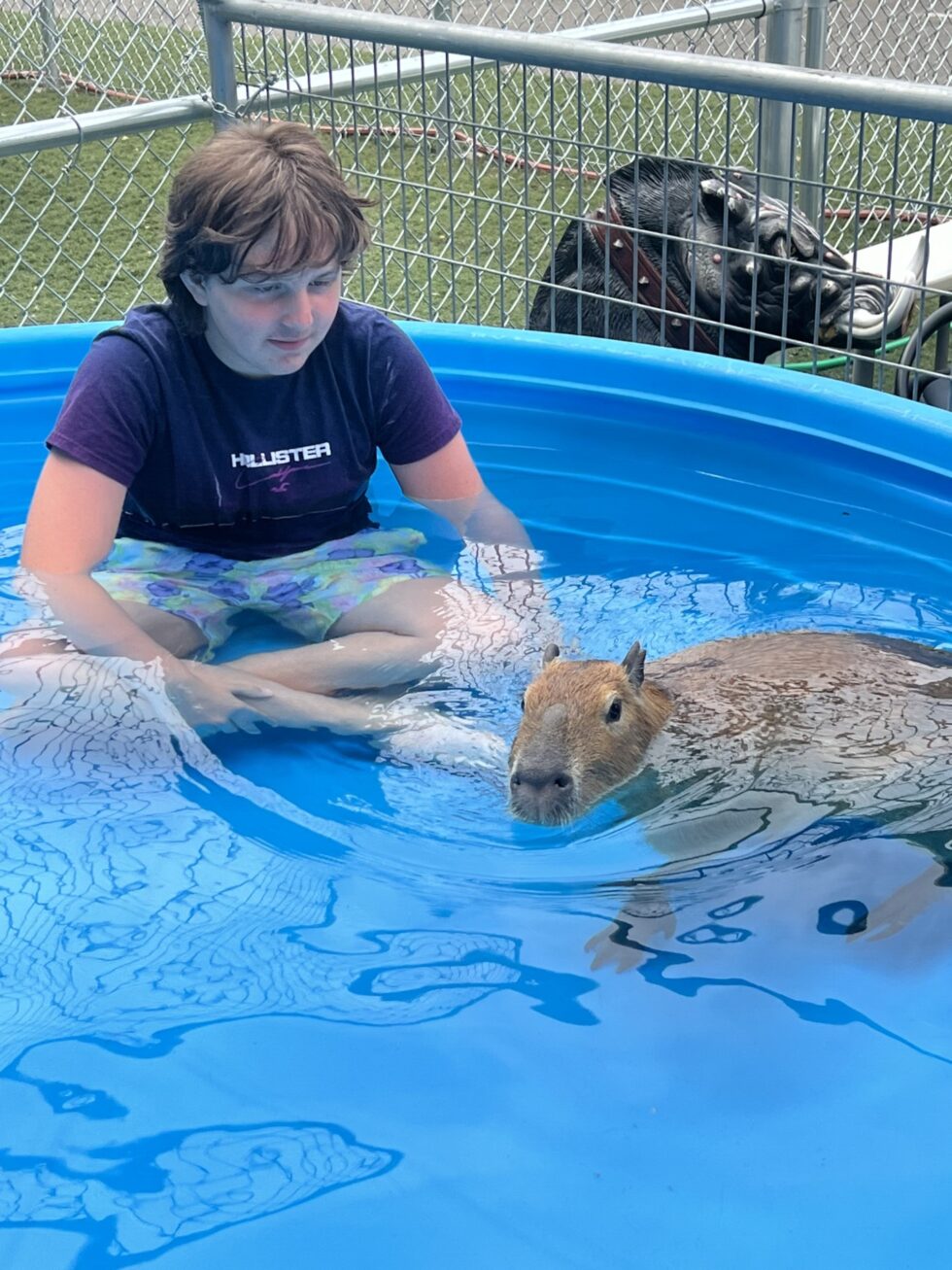 Private Capybara Encounter – Swimming/Wading | Debbie Dolittle's Indoor